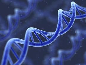 Генетическая предрасположенность (ДНК-исследование, метод ПЦР)